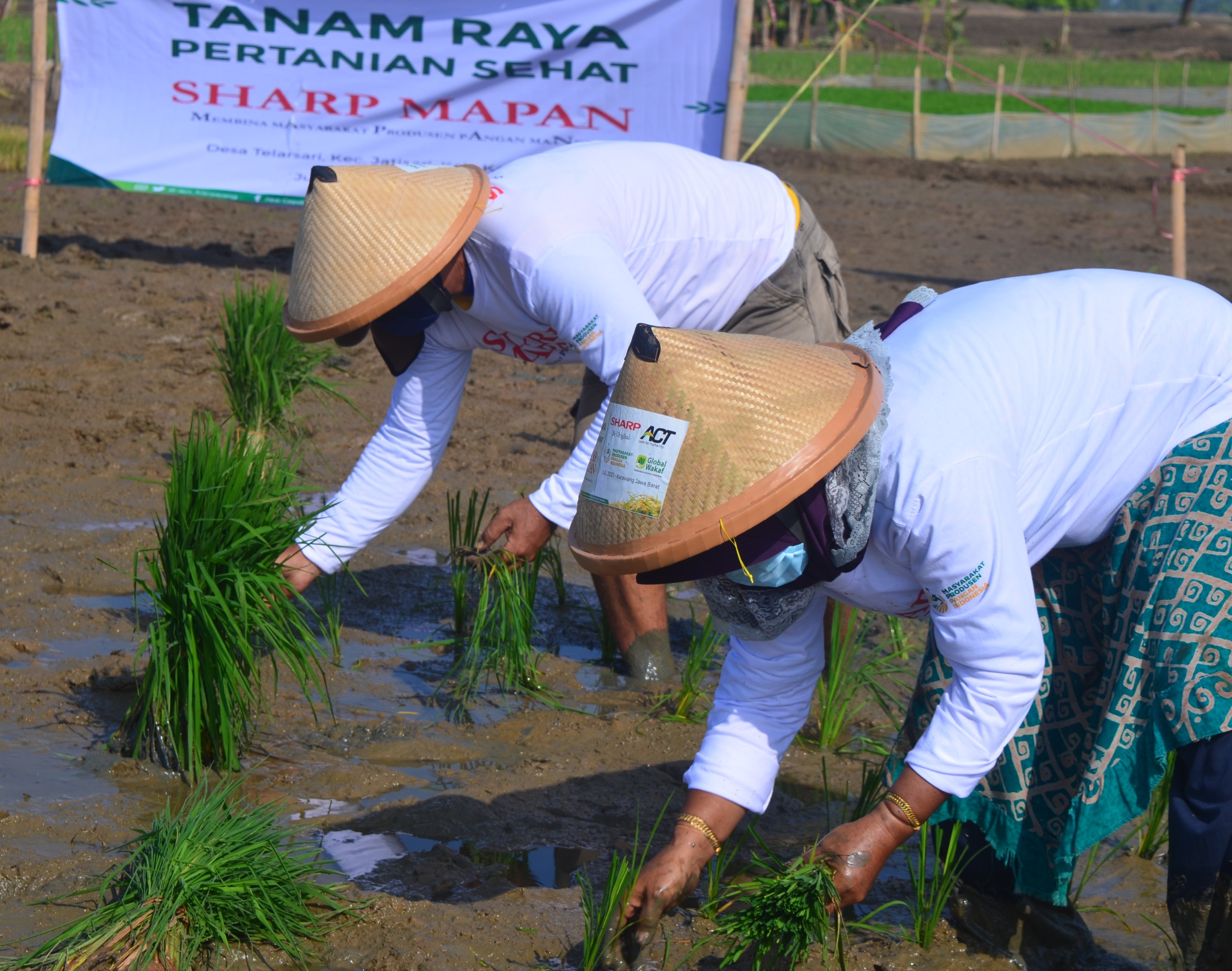 020%20-%20Penanaman%20Benih%20Unggul%20di%20Kecamatan%20Jatisari%20-%20Karawang%20Timur.JPG