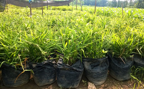 Manfaat%20Kesegaran%20Kebun%20Organik%20Buatan%20Sendiri%20di%20Rumah%20Anda%202.jpg